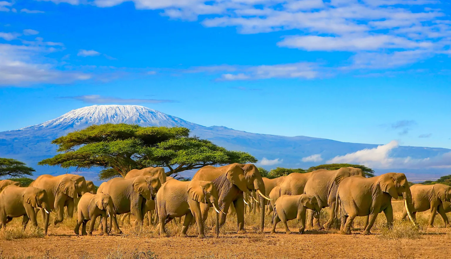 Amboseli Mara National Park Luxury Package